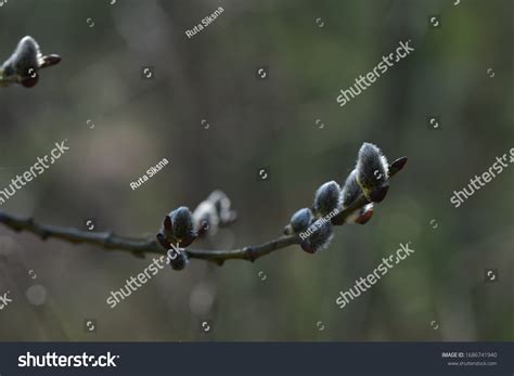 Grey White Pussy Willow Spring Stock Photo 1686741940 Shutterstock