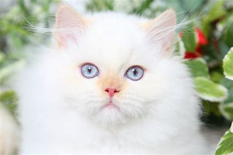 Flame Point Himalayan Persian Cat - Learn More About Persian Kittens / Larkspur's litter was ...