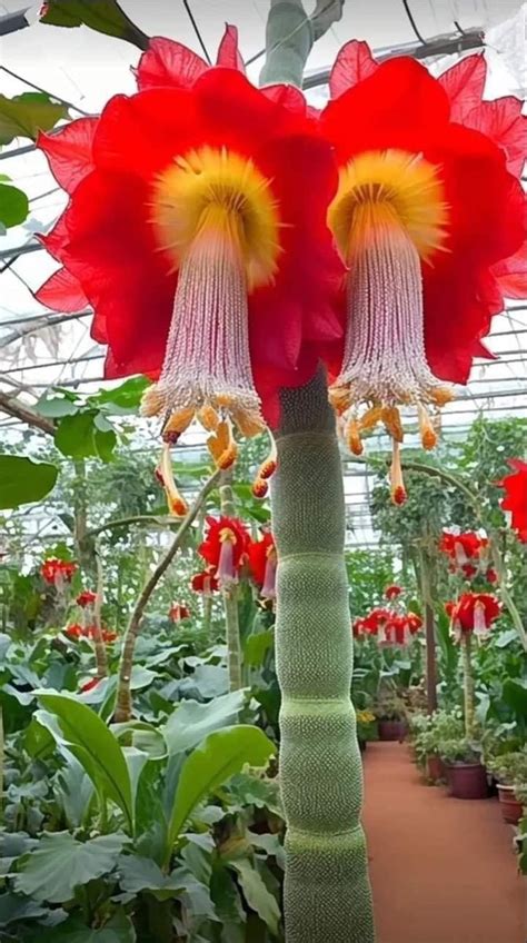 Two Large Red Flowers In A Green House