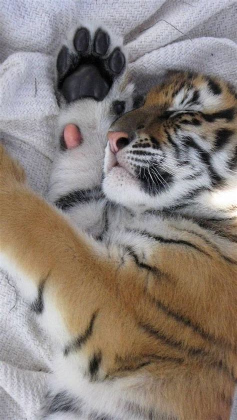 This Sleeping Tiger : r/Sleepinganimals