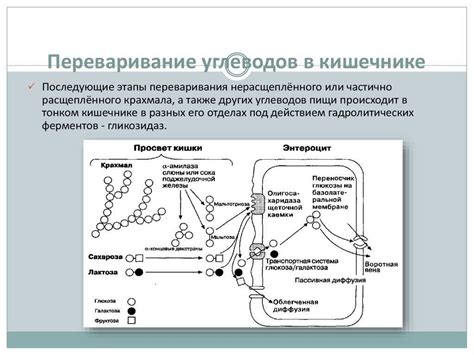 Блокаторы углеводов и жиров. эффективны или нет?