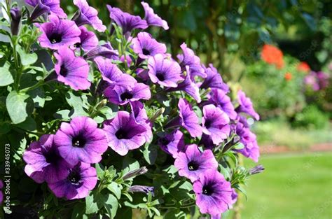 Petunien violett Stock-Foto | Adobe Stock