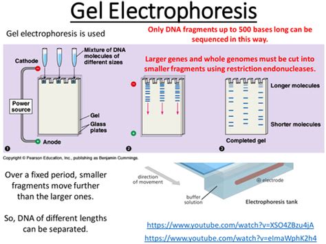 Gel Electrophoresis revision ALevel Biology Topic 8 Gene Expression ...