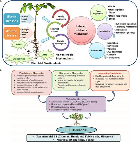 Frontiers Role Of Biostimulants In Mitigating The Effects Of Climate