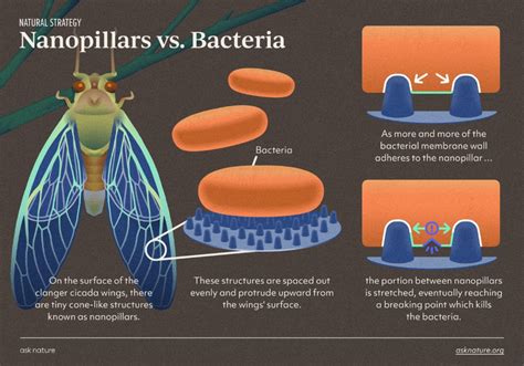 How Cicada Wings Kill Bacteria — Biological Strategy — Asknature