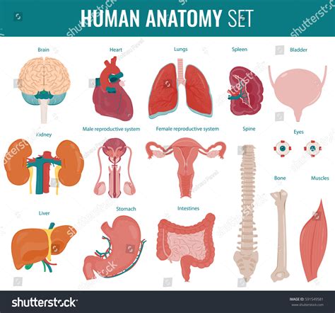 Human Internal Organs Anatomy Set Vector Stock Vector