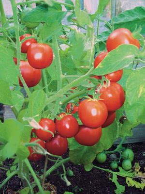 Выращивание помидор в теплице и открытом грунте: лучшие сорта и их фото ...
