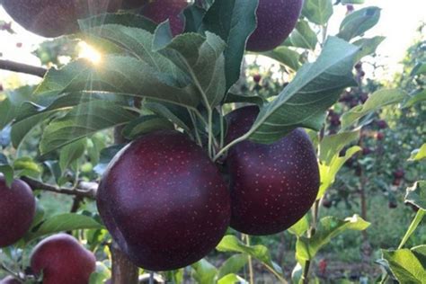 How To Grow The Rare Black Diamond Apple Tree