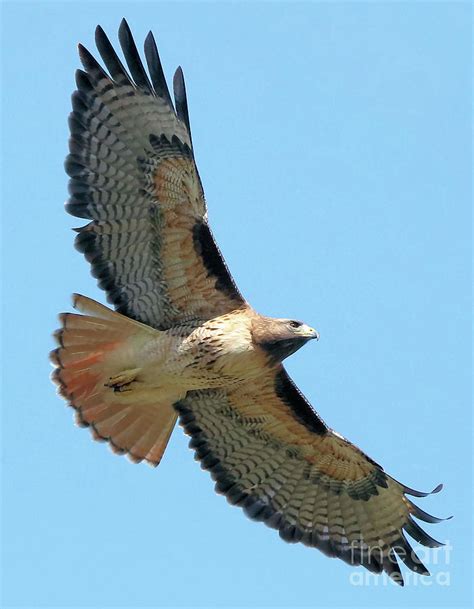 Red-Tailed Hawk Photograph by Cheryl Gidding