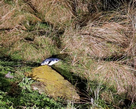 Little Blue Penguin - New Zealand Photograph by Steven Ralser - Fine ...