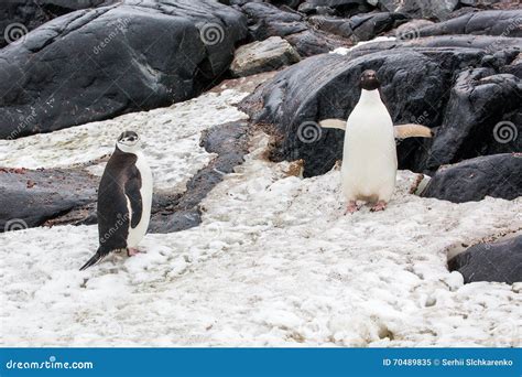 Chinstrap and Adelie Penguins Walking in Snow on the Background Stock ...