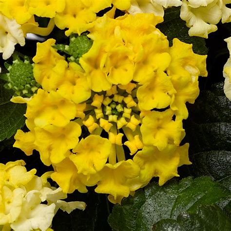 Lantana Camara Bandito™ Lemon Zest Lantana Garden Center Marketing