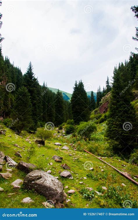 Forests And Mountains In Kyrgyzstan Stock Image Image Of Forests