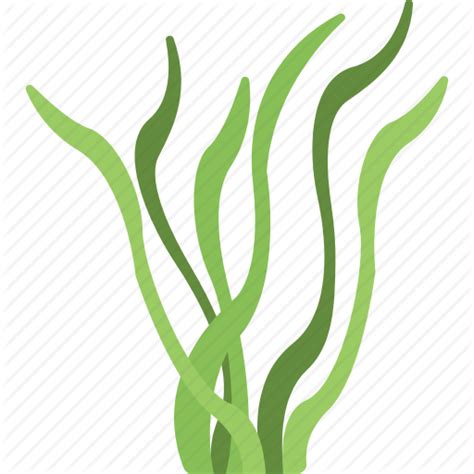 Algae PNG Images Transparent Free Download