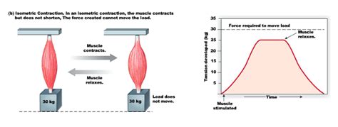 Physics 111 Fundamental Physics I The Physics Of Muscles