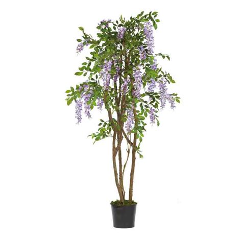 Wisteria Vine Chinese Wisteria Online Plant Nursery Gulabpk