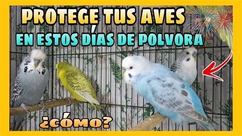 COMO PODEMOS PROTEGER NUESTRAS AVES EN ESTOS DIAS DE POLVORA