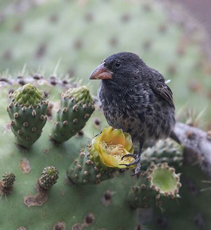 Evolution Of Darwin's Finches Tracked At Genetic Level, 57% OFF