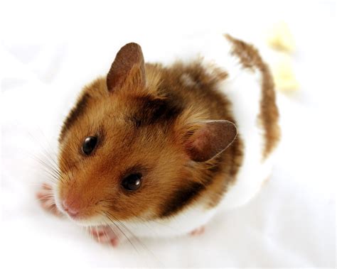 hamster wikimini lencyclopedie pour enfants