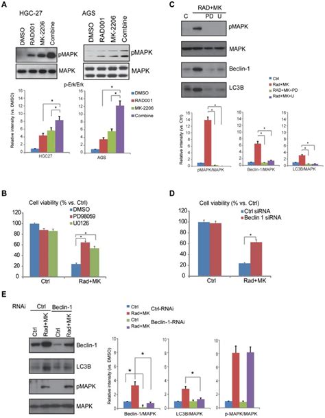 Hgc 27 Cells And Ags Cells Were Treated For 24 H With Rad001 10 Nm