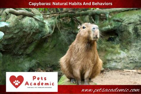 How Capybaras Became The Most Chill Animals: The Secret To Capybara ...