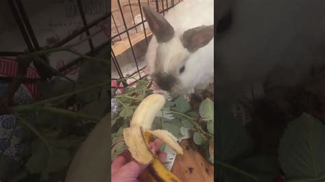 Asmr Rabbits Eating Banana Youtube