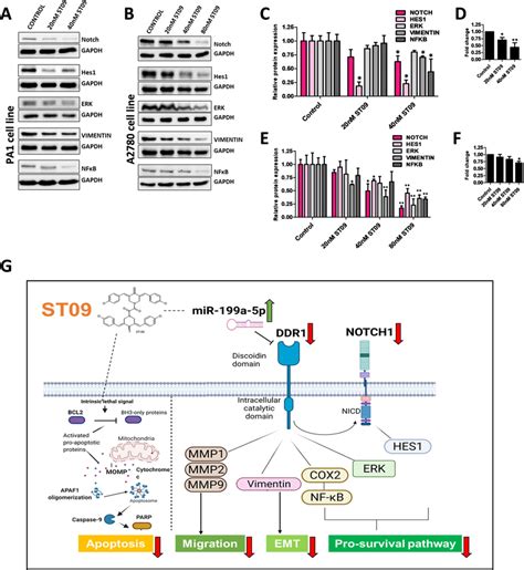 St Downregulates Multiple Downstream Ddr Pathways In Ovarian Cancer