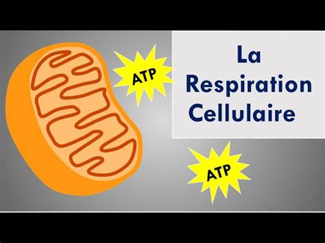 Ntroduire 79 Imagen Respiration Cellulaire Formule Chimique Fr