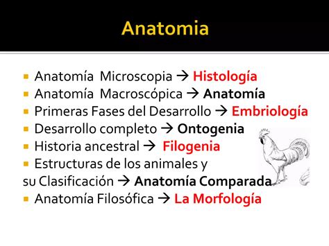 T Rminos Topogr Ficos De Estructuras Anat Micos Veterinaria Ppt