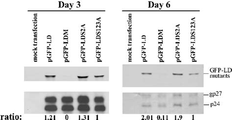 Western Blot Analysis Of The Amount Of Various Gfp Ld Fusion Proteins