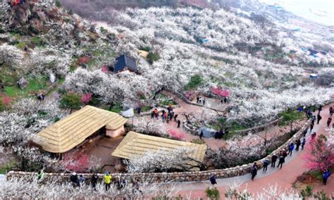 광양매화축제 트래블아이 어워즈 최우수 봄축제