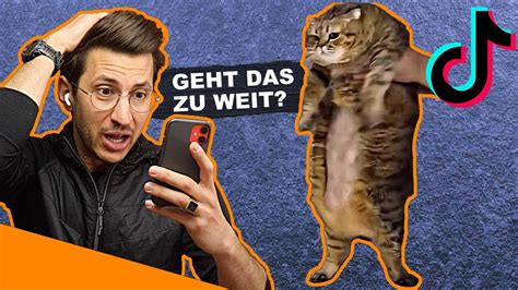 Tierarzt Verteidigt Fette Katzen Auf Tiktok Youtube