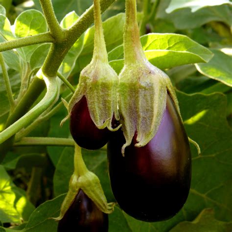 Aubergine Black Beauty Bio Envie De Potager