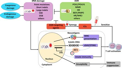 Frontiers Targeting Dna Damage Repair For Immune Checkpoint