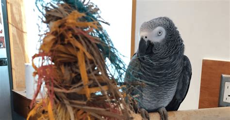 Top Toys to Keep Your African Grey Parrot Entertained!