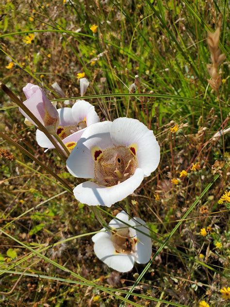 Claire Gregory Placerville RD Mariposa Lilly In Fletch Flickr