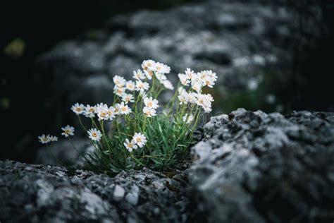 Small White Flowers Growing Out of Bare Stone Stock Photo - Image of ...