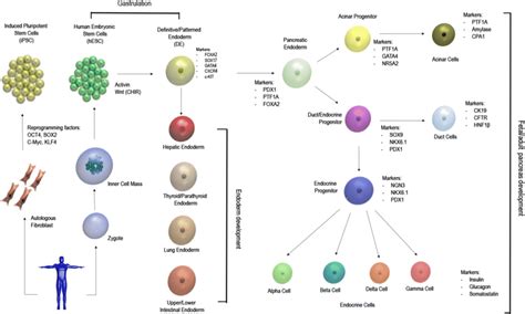 Differentiation Map To Go From Human Pluripotent Stem Cells Towards