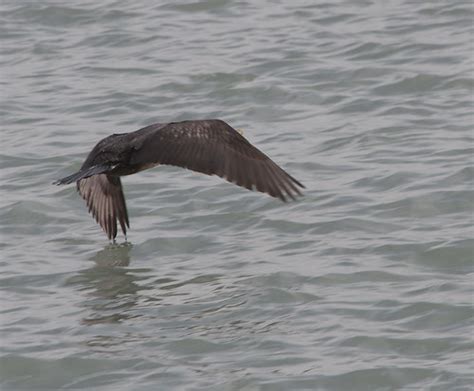 Double Crested Cormorant Belmont Harbor Chicago 111014 Flickr