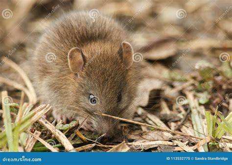 A Cute Baby Wild Brown Rat Rattus Norvegicus Searching for Food in the ...