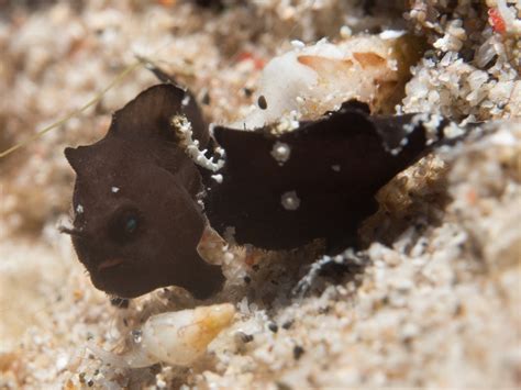 Nudiantennarius Subteres Ocellated Frogfish Lembeh Frogfish Ocellus