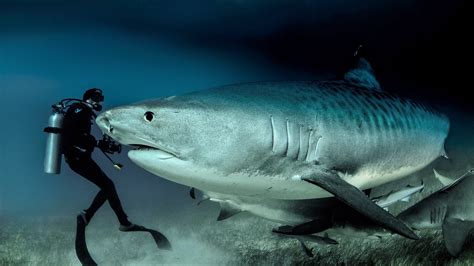 Large Tiger Shark