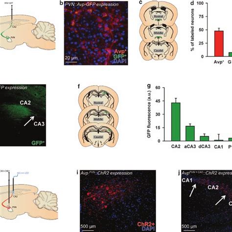 (PDF) Targeted activation of the hippocampal CA2 area strongly enhances ... 