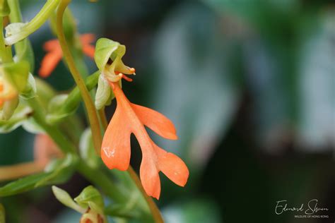 Habenaria Rhodocheila Sham Edmond Flickr