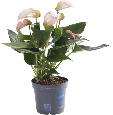 Kamerplant Van Botanicly Flamingoplant Hoogte Cm Anthurium