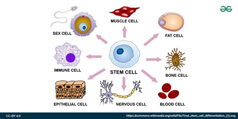 Explore the Different Types of Cells in Human Body - GeeksforGeeks