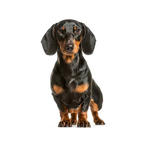 Dachshund Breed Information & Insights | Basepaws