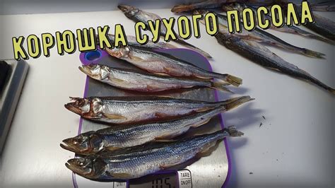 Вяленая корюшка быстрого посола - YouTube