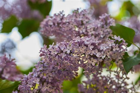 Premium Photo Lilac Closeup The Inflorescence Of Lilac Purple Flowers