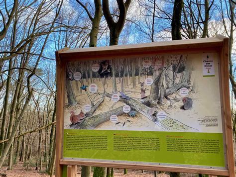 Le Chemin Des Cimes Alsace Pour Respirer Au Sommet Des Arbres Plus